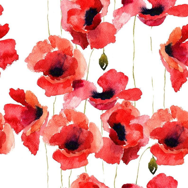 May include: Watercolor painting of red poppies with white background. The flowers are painted in a loose, impressionistic style.