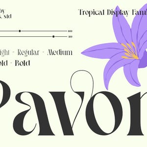 Fonte Pavon - Fonte Art Nouveau, Serif de exibição moderna, Fonte elegante, Fonte de logotipo, Fonte de casamento, Fonte de marca, Fonte elegante, Fonte de ligadura