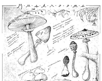 Impression de biologie des champignons