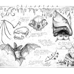Bat print