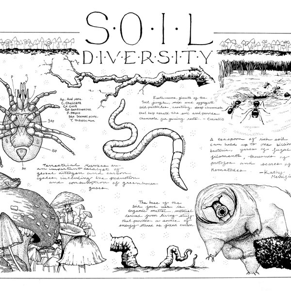 Soil Diversity print