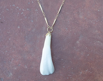Bison Fang tooth Necklace