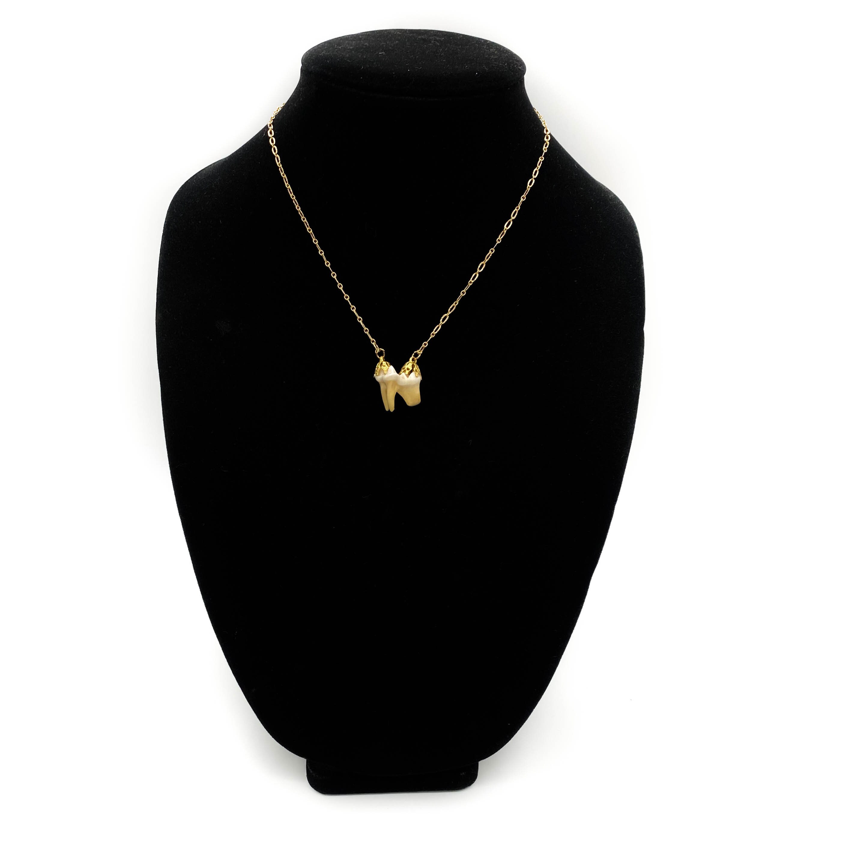 Coyote Tooth Necklace Animal Bone Jewelry Taxidermy Etsy