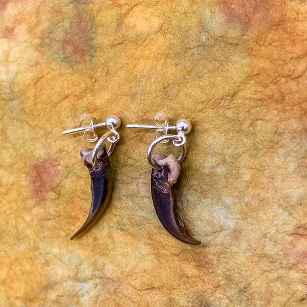 Animal Claw Stud earring - Silver claw earring- Men's earring silver- Single dangle earring - Real Animal Earring- Taxidermy