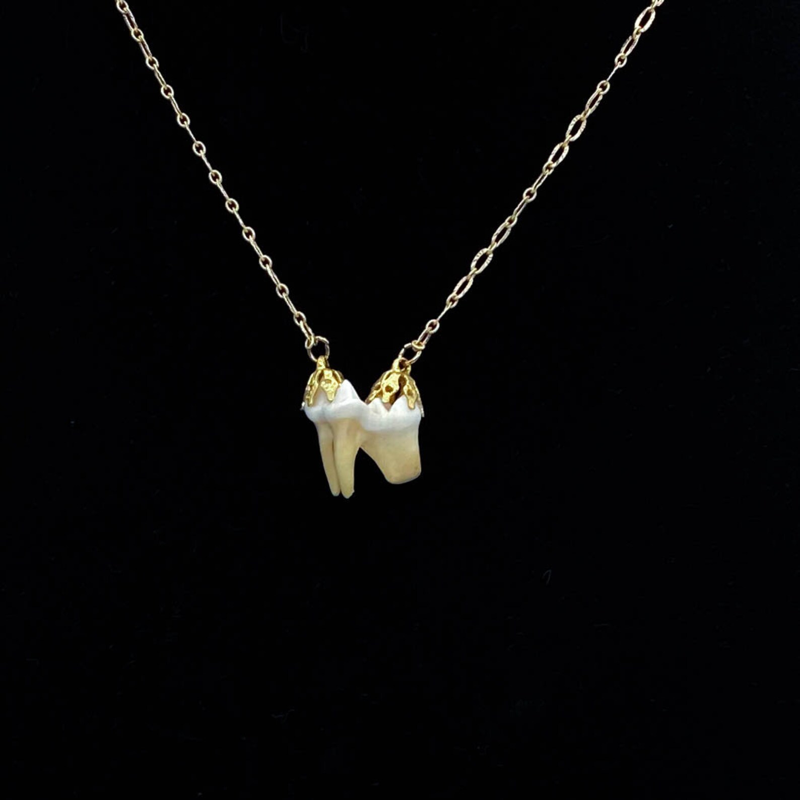 Coyote Tooth Necklace Animal Bone Jewelry Taxidermy Etsy