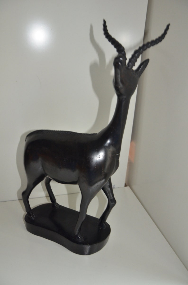 A Beautiful male Antilope from Congo Rare find