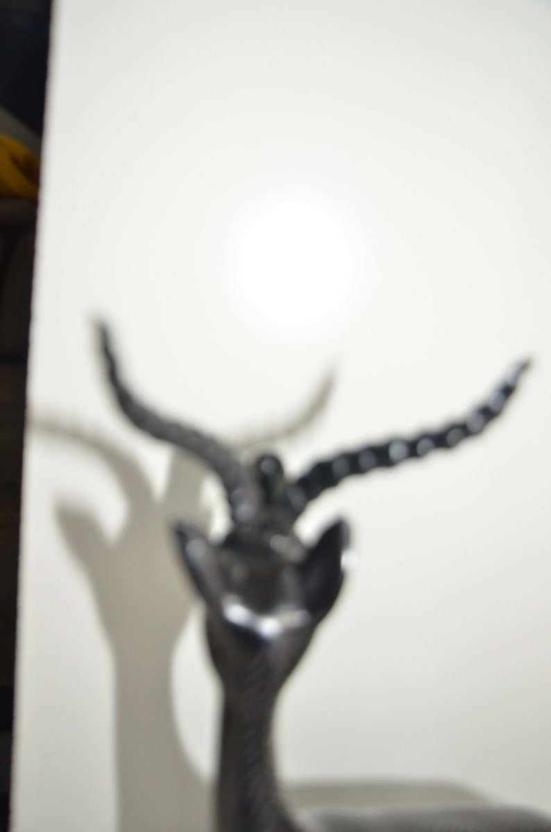 A Beautiful male Antilope from Congo Rare find