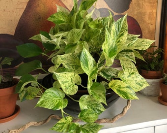 Epipremnum Etsy - pothos marble queen cuttings epipremnum aureum live plant foliage plants air cleansing plants natural decor