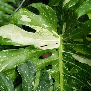 May include: Close-up of a variegated Monstera deliciosa leaf with white and green splotches. The leaf has large holes and a textured surface.