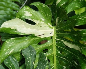 Thai constellation variegated