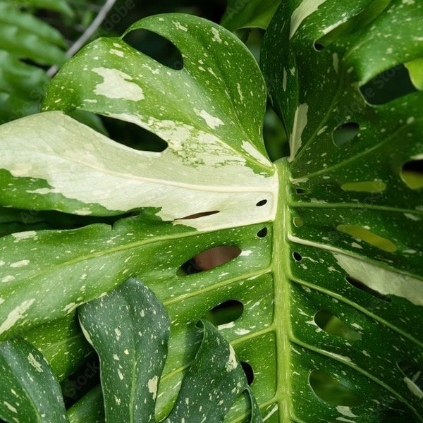 Thai constellation variegated