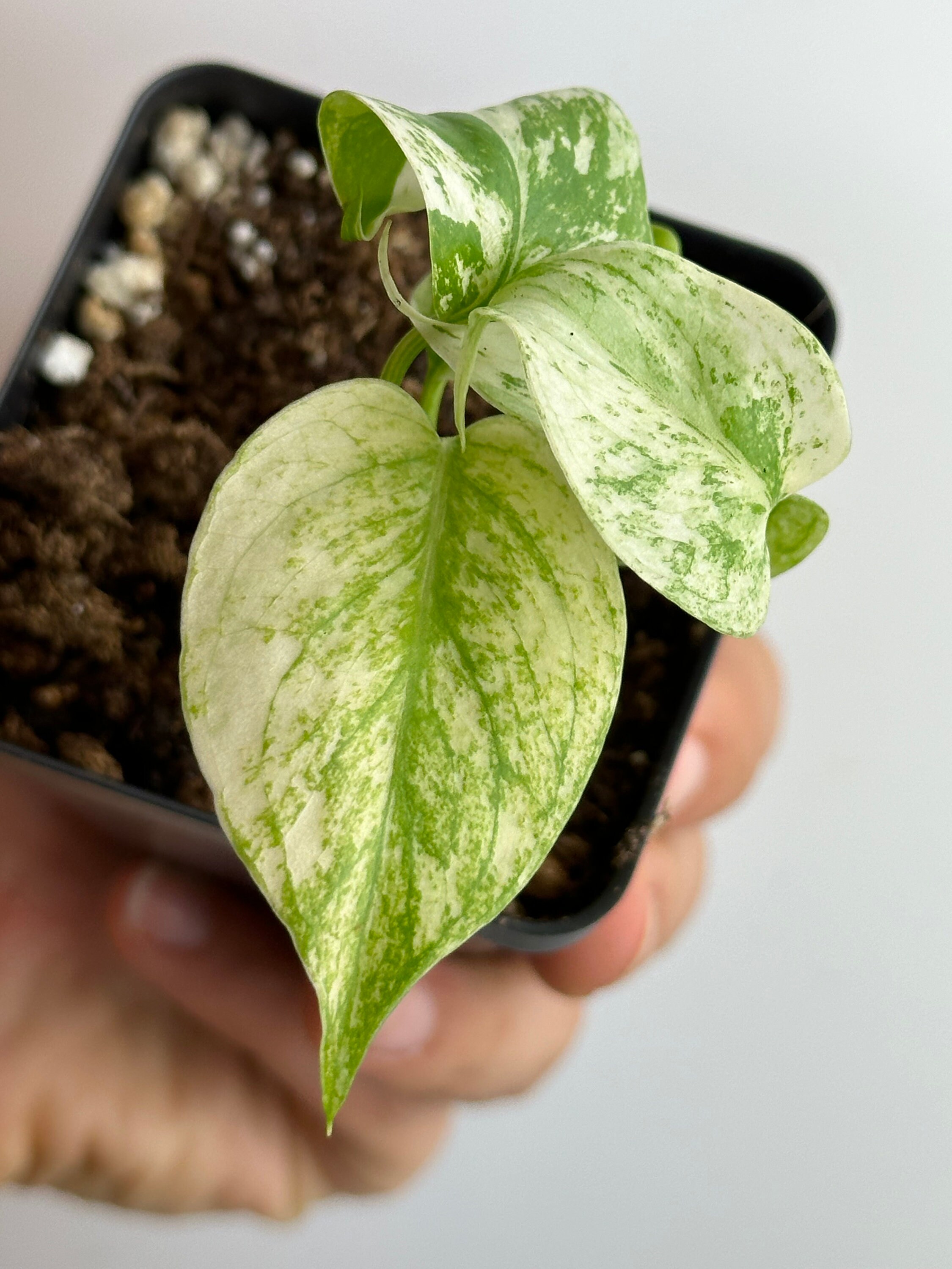 Monstera Deliciosa Mint Variegated - Etsy