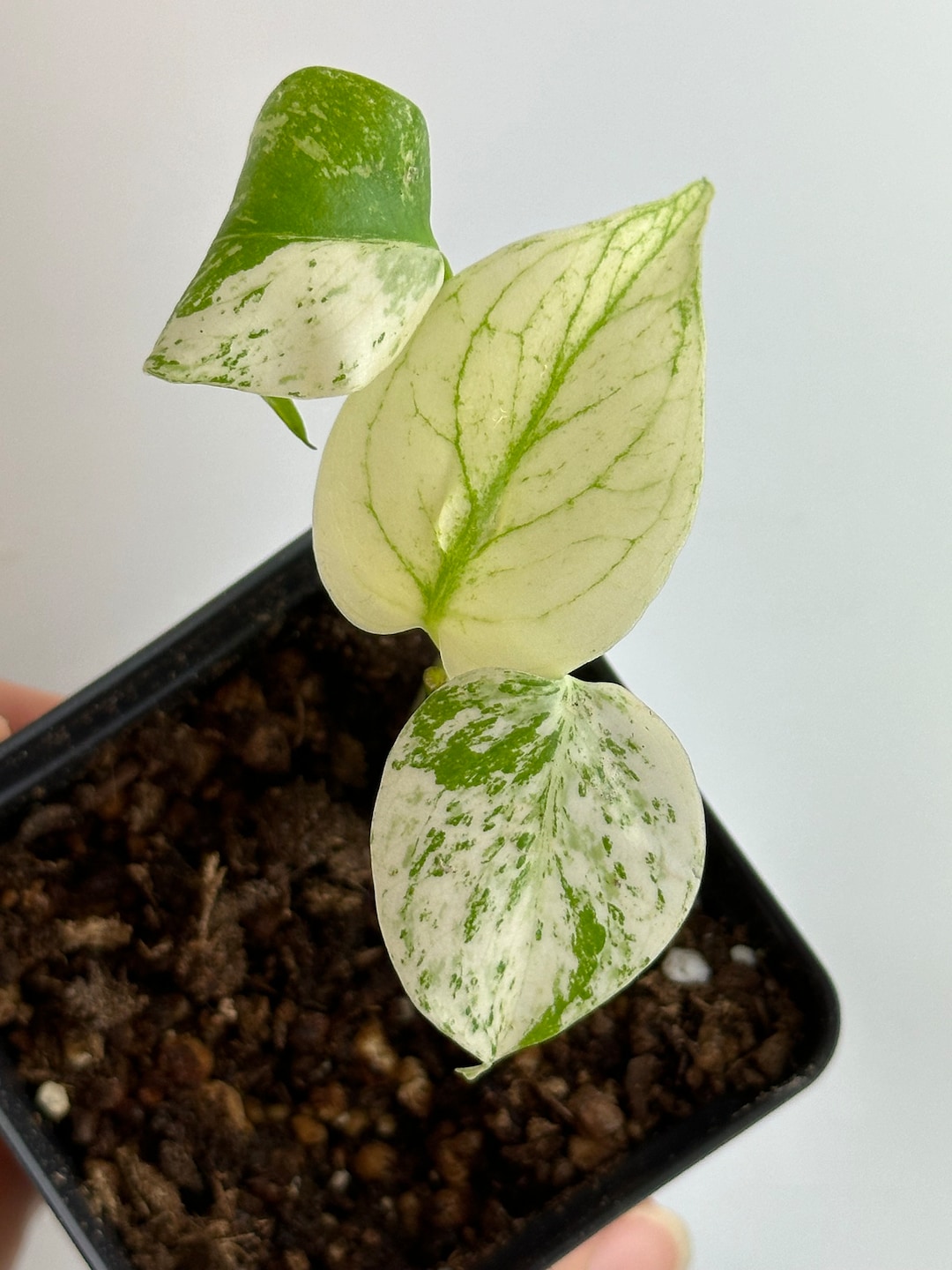 【希少】Monstera deliciosa mint variegata 1 The Rare Monstera Deliciosa Mint Variegated Houseplant