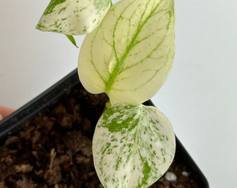 Monstera Deliciosa Mint variegated