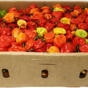 Könnte beinhalten: Ein Karton gefüllt mit einer Auswahl an roten, orangen und grünen Habanero-Paprikaschoten.