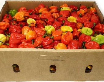 Habanero Hot Chilli Pepper Box 3Kg