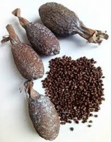Poivre long, Alligator pepper, poivre de Guinée, poivre selim – SHOP MARKET  AFRICA