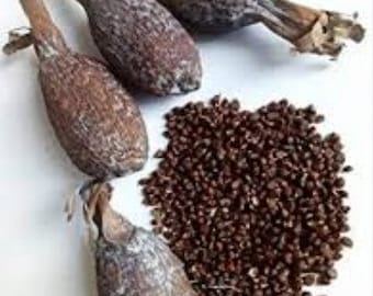 Alligator Pepper Seeds - Guinea Pepper - Efom Wisa 50g