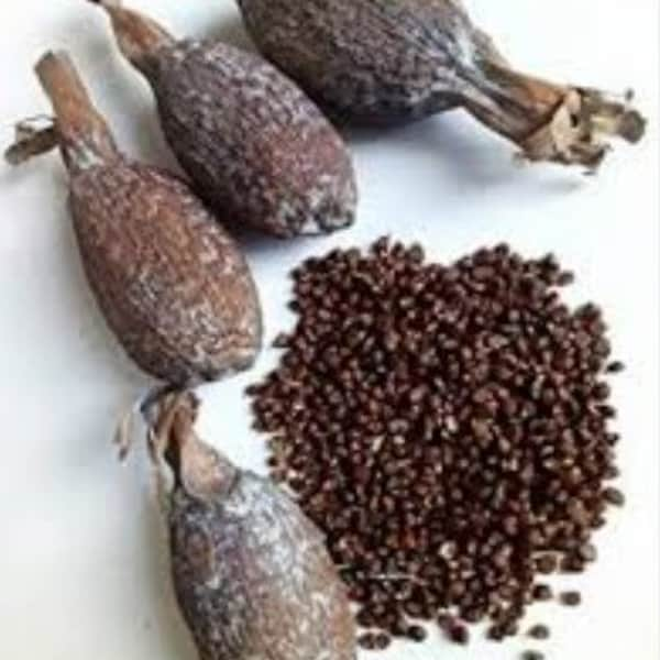 Alligator Pepper Seeds - Guinea-Pfeffer - Efom Wisa  50g