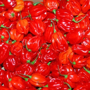 Könnte beinhalten: Nahaufnahme eines Haufens leuchtend roter Habanero-Pfeffer mit grünen Stielen. Einige Paprika haben einen orangen Farbton. Die Paprika sind glänzend und sehen frisch aus.