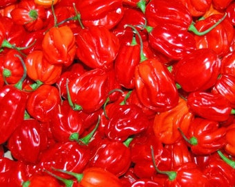 Fresh Habanero Hot Pepper - Scotch Bonnet peppers 1kg