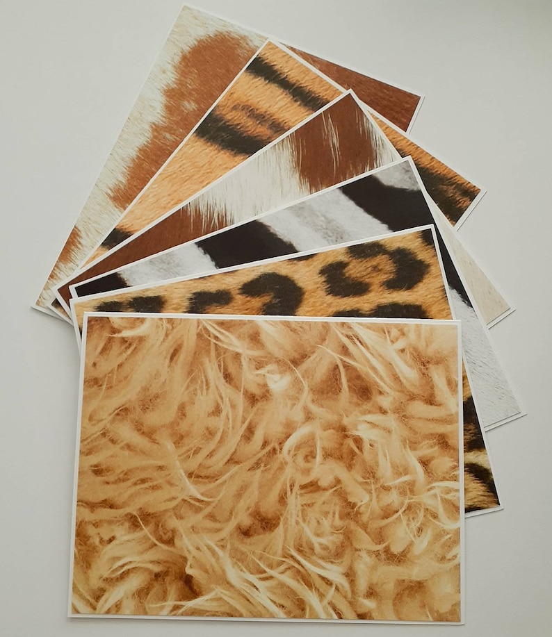 Fun Notes Set of 6 Animal Coat Notecards with Envelopes