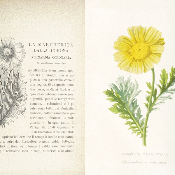 1884 Antique Italian Book Pages, Field and Flower Botanical Book