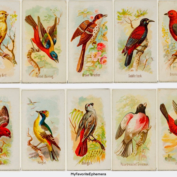 BIRD, BIRDS Trade card series issued in 1800’s to promote Allen Ginter brand cigarettes. Digital Download, tea cards, journal tags