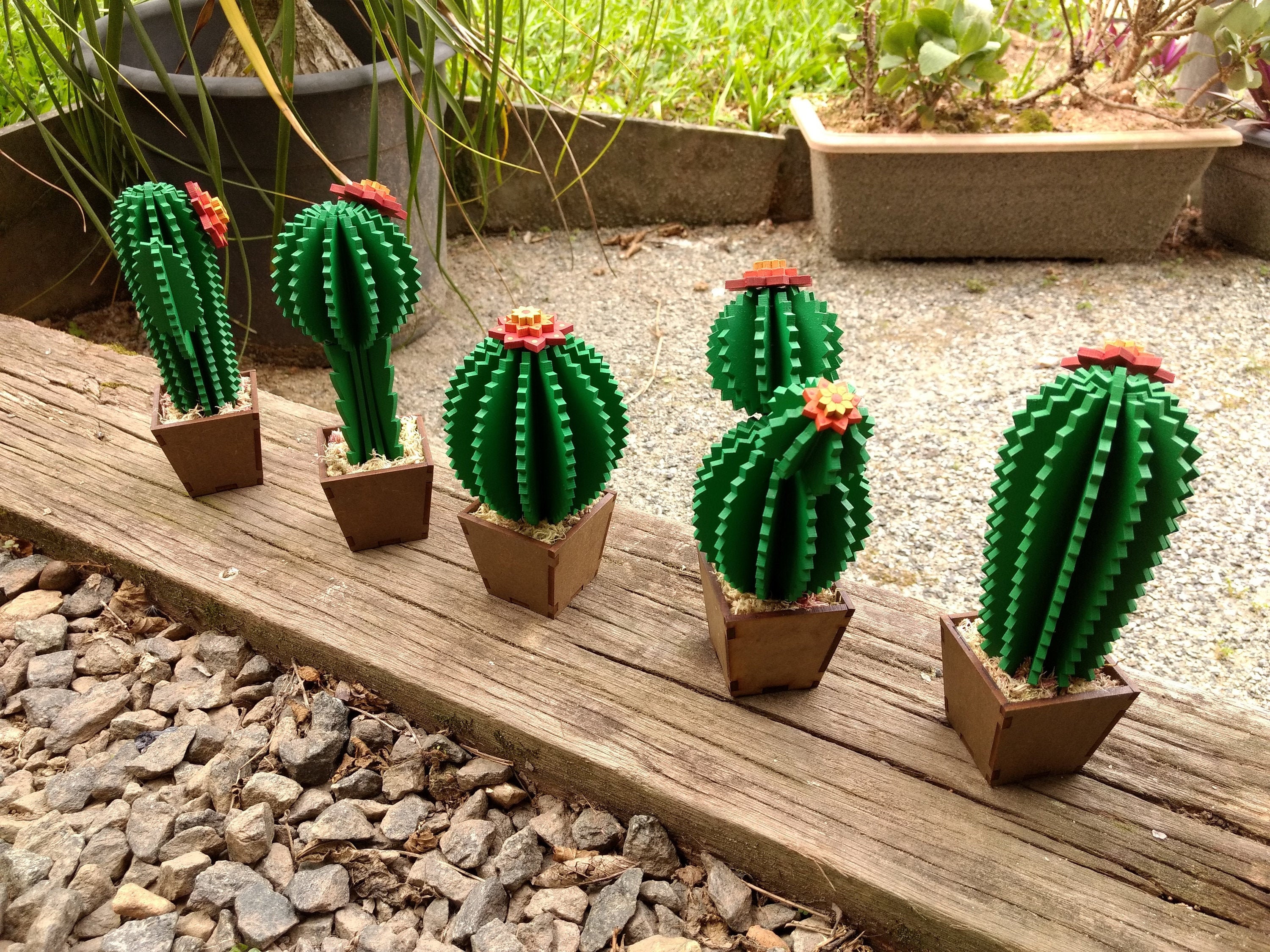 labranda cactus Echinobivia Hybrid