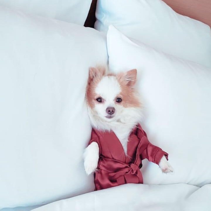 Dog clearance silk robe