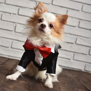 Pode incluir: Um pequeno cão branco e castanho vestindo um smoking preto com uma gravata borboleta vermelha. O cão está sentado em um chão de madeira na frente de uma parede de tijolo branco.