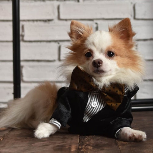 Black shops dog tuxedo, Dog wedding attire, designer dog clothes, dog bow tie, dog suit, velvet tuxedo,dog vest, custom dog clothes, dog outfit