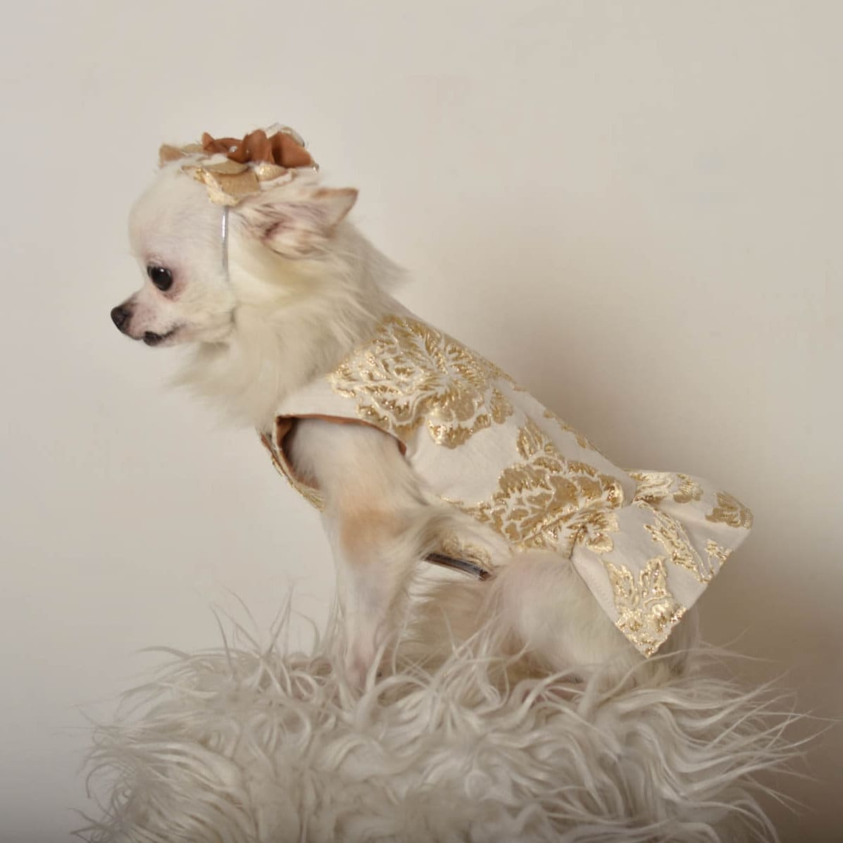 girl dog harness dress