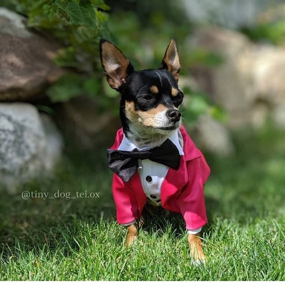 Aangepaste hondenkleding Chihuahua kleding hond bruiloft België