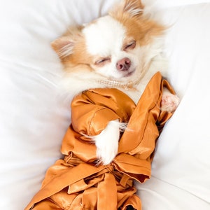May include: A small white and brown chihuahua dog wearing a gold satin robe and a pearl necklace, lying on a white bed.