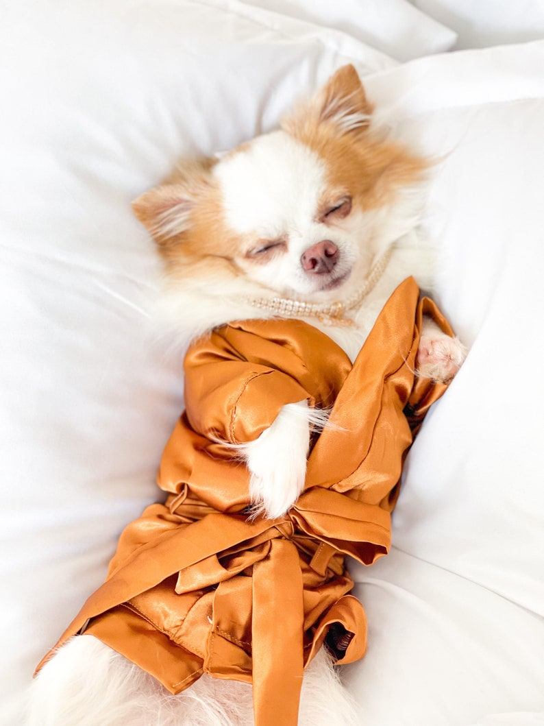 May include: A small white and brown chihuahua dog wearing a gold satin robe and a pearl necklace, lying on a white bed.