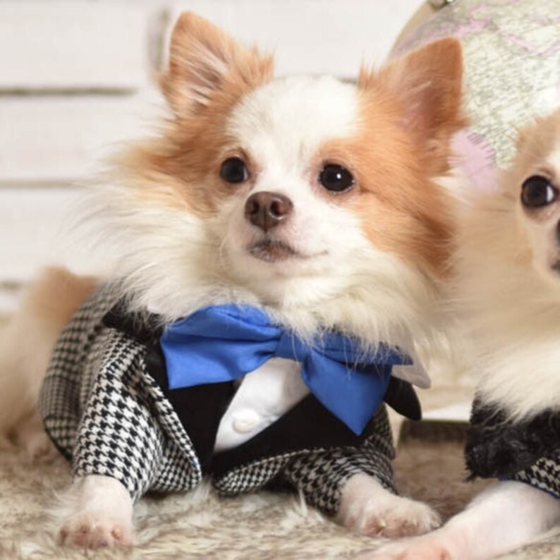 Dog Tuxedo Dog Outfit Designer Dog Clothes Dog Ring Bearer Etsy