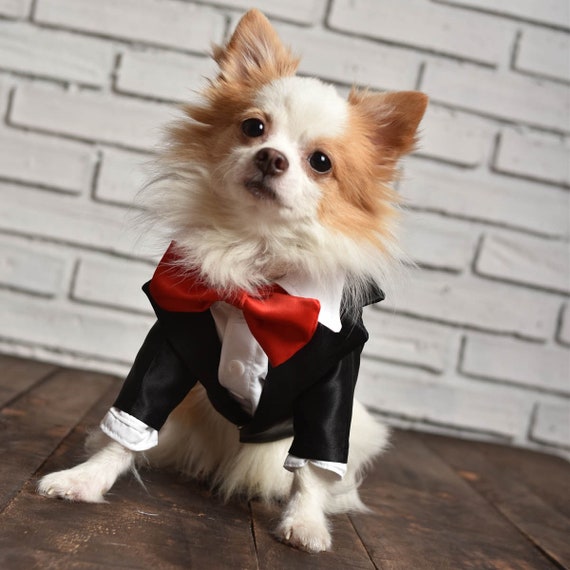 Aangepaste Chihuahua kleding Hond bruiloft - Etsy België