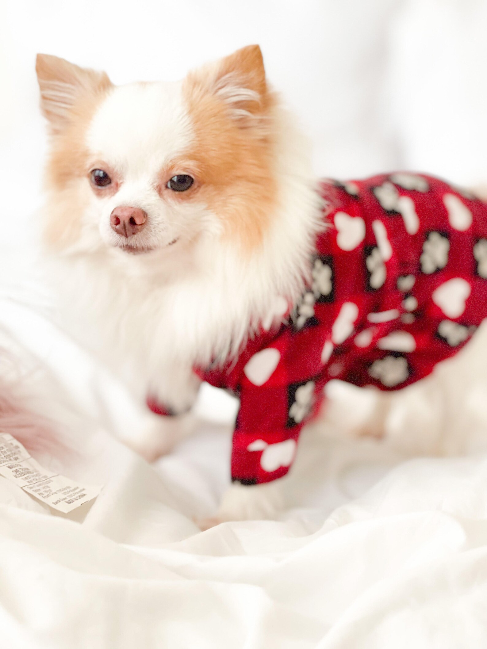 Dogs Dressing Gown Winter Dog bathrobe Luxury dog robe | Etsy