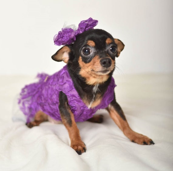 12 Adorable Pieces Of Dog Wedding Attire Classy Canine Clothing
