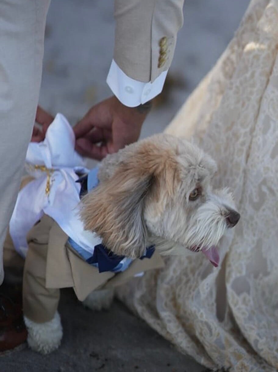 Dog ring bearer harness online