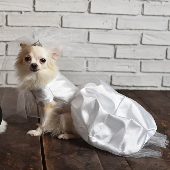 Etsy clearance chihuahua clothes