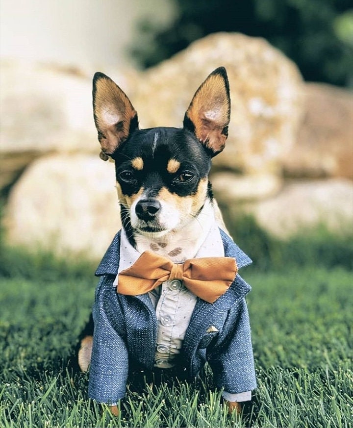 Dog ring bearer outfit hot sale