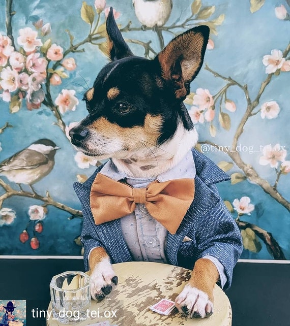 bout Keer terug bodem Hond outfit Designer hondenkleding hond bruiloft kleding - Etsy België