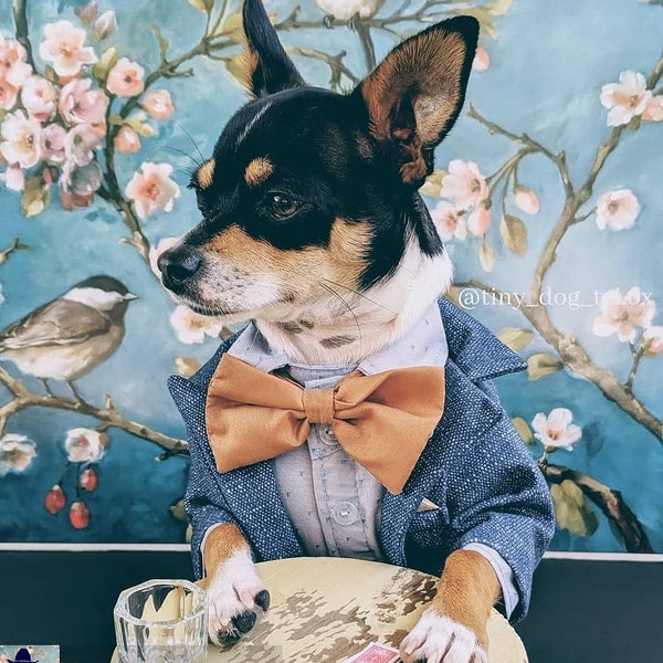 Outfit per cani, Vestiti per cani firmati, Abbigliamento da sposa per cani, portatore di anelli per cani, Tuta per cani, Vestiti per cani, Vestiti per cani personalizzati, Gilet per cani, Abbigliamento per cani, Tux per cani