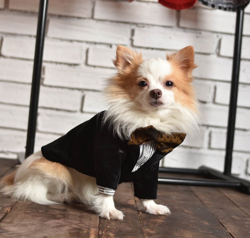 Black shops dog tuxedo, Dog wedding attire, designer dog clothes, dog bow tie, dog suit, velvet tuxedo,dog vest, custom dog clothes, dog outfit