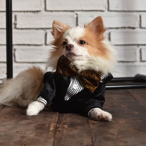 Black shops dog tuxedo, Dog wedding attire, designer dog clothes, dog bow tie, dog suit, velvet tuxedo,dog vest, custom dog clothes, dog outfit