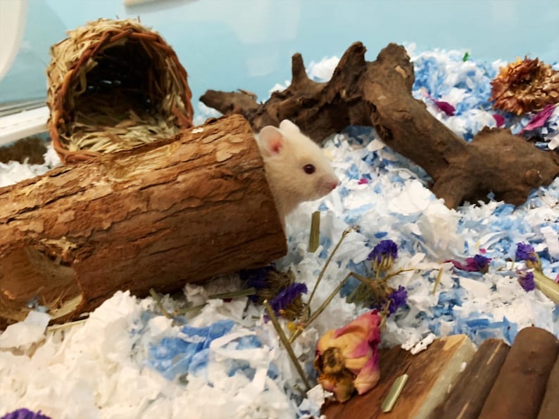 Hamster hideout,Syrian Hamster Mesocricetus auratus hideout,Squirrel hideout,Pet hideout,Bucket hideout,Small Animal hideout