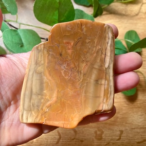 Polished Petrified Wood Slab-Petrified Wood Slice-Fossil Wood Slab