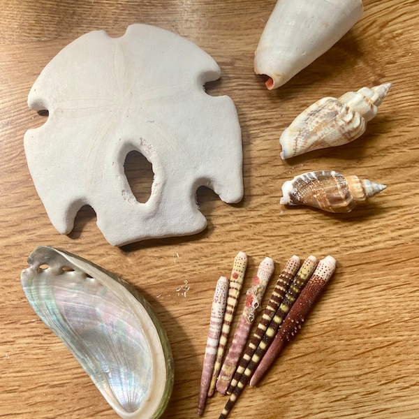 Sea Shell Sand Dollar Lot-Keyhole Sand Dollar-Ocean Lover Shell Lot-Urchin Spines-Abalone Shell